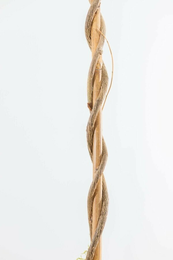 Glycine de Chine Wisteria sinensis Bâton 120-140 Pot Glycine de Chine / Wisteria Sinensis Bâton 120-140 cm