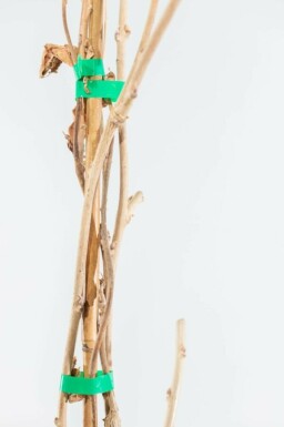 Glycine de Chine Wisteria sinensis Bâton 40-60 Pot Glycine de Chine / Wisteria Sinensis Bâton 40-60 cm