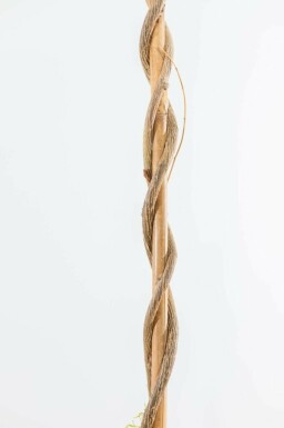 Glycine de Chine Wisteria sinensis Bâton 80-100 Pot Glycine de Chine / Wisteria Sinensis Bâton 80-100 cm