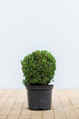 Buis toujours vert Buxus sempervirens Boule 20-30 Motte Buis / Buis en Boule 20-30 cm