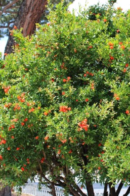 Grenadier / Punica Granatum Sur tige/stipe/tronc 125-150 cm