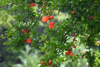 Grenadier / Punica Granatum Sur tige/stipe/tronc 125-150 cm