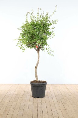 Grenadier / Punica Granatum Sur tige/stipe/tronc 150-175 cm