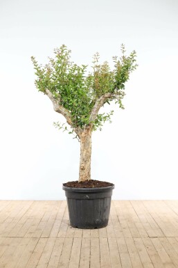 Grenadier / Punica Granatum Sur tige/stipe/tronc 175-200 cm