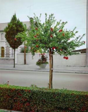 Grenadier / Punica Granatum Sur tige/stipe/tronc 175-200 cm