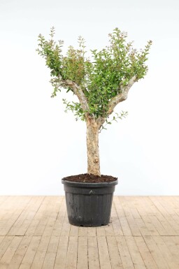 Grenadier / Punica Granatum Sur tige/stipe/tronc 175-200 cm