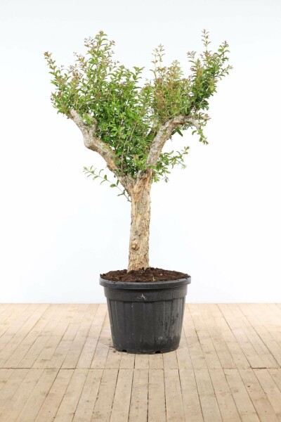Grenadier / Punica Granatum Sur tige/stipe/tronc 200-225 cm