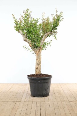 Grenadier / Punica Granatum Sur tige/stipe/tronc 200-225 cm