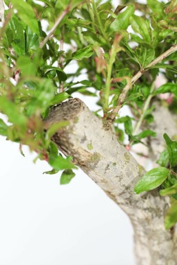 Grenadier / Punica Granatum Sur tige/stipe/tronc 200-225 cm