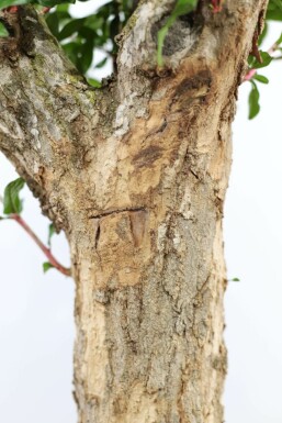 Grenadier / Punica Granatum Sur tige/stipe/tronc 200-225 cm