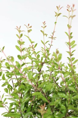 Grenadier / Punica Granatum Sur tige/stipe/tronc 200-225 cm
