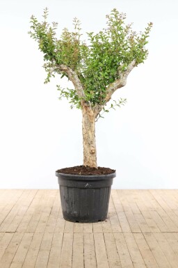 Grenadier / Punica Granatum Sur tige/stipe/tronc 225-250 cm