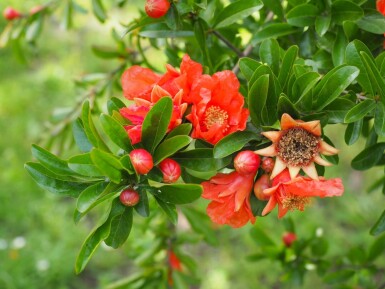 Grenadier / Punica Granatum Sur tige/stipe/tronc 225-250 cm