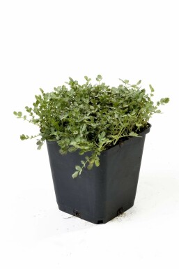 Acaena Acaena buchananii 5-10 Pot 9x9 cm (P9) Acaena buchananii