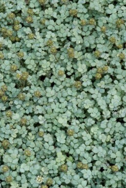 Acaena Acaena buchananii 5-10 Pot 9x9 cm (P9) Acaena buchananii
