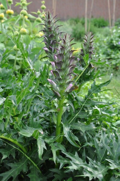 Acanthe épineuse Acanthus spinosus 5-10 Pot 9x9 cm (P9) Acanthus spinosus
