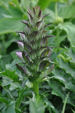 Acanthe épineuse Acanthus spinosus 5-10 Pot 9x9 cm (P9) Acanthus spinosus
