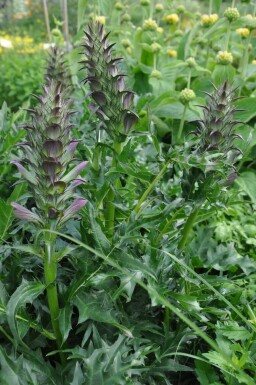 Acanthus spinosus