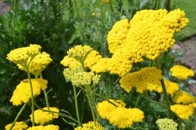Achillée filipendule Achillea filipendulina 'Cloth of Gold' 10-15 Pot 2 l (C2) Achillea filipendulina 'Cloth of Gold'