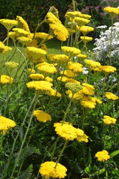 Achillée filipendule Achillea filipendulina 'Cloth of Gold' 10-15 Pot 2 l (C2) Achillea filipendulina 'Cloth of Gold'
