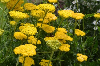 Achillée filipendule Achillea filipendulina 'Cloth of Gold' 10-15 Pot 2 l (C2) Achillea filipendulina 'Cloth of Gold'