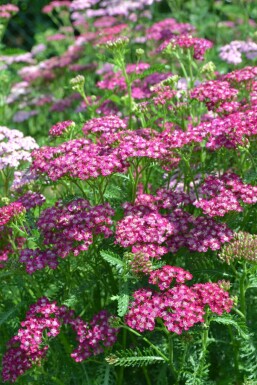 Achillée millefeuille Achillea millefolium 'Cerise Queen' 10-15 Pot 2 l (C2) Achillea millefolium 'Cerise Queen'