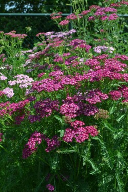 Achillée millefeuille Achillea millefolium 'Cerise Queen' 10-15 Pot 2 l (C2) Achillea millefolium 'Cerise Queen'