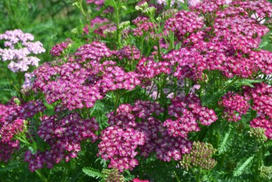 Achillée millefeuille Achillea millefolium 'Cerise Queen' 5-10 Pot 9x9 cm (P9) Achillea millefolium 'Cerise Queen'