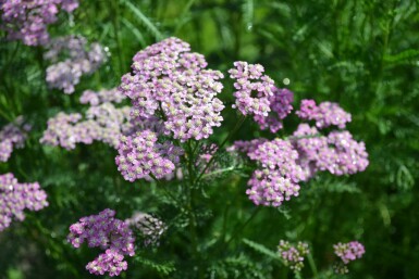 Achillée millefeuille Achillea millefolium 'Cerise Queen' 5-10 Pot 9x9 cm (P9) Achillea millefolium 'Cerise Queen'
