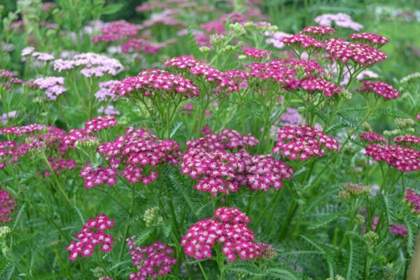 Achillée millefeuille Achillea millefolium 'Cerise Queen' 5-10 Pot 9x9 cm (P9) Achillea millefolium 'Cerise Queen'