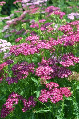 Achillée millefeuille Achillea millefolium 'Cerise Queen' 5-10 Pot 9x9 cm (P9)