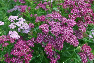 Achillée millefeuille Achillea millefolium 'Cerise Queen' 5-10 Pot 9x9 cm (P9)