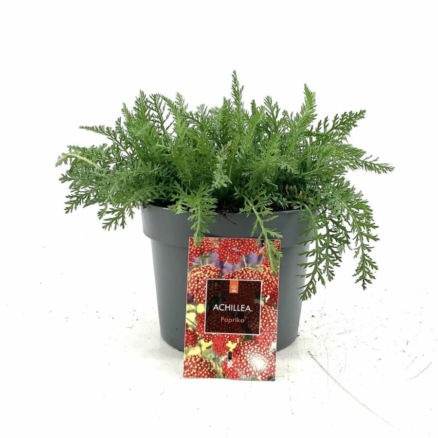 Achillée millefeuille Achillea millefolium 'Paprika' 10-15 Pot 2 l (C2) Achillea millefolium 'Paprika'
