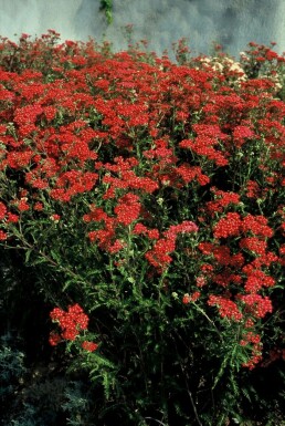 Achillée millefeuille Achillea millefolium 'Paprika' 5-10 Pot 9x9 cm (P9)