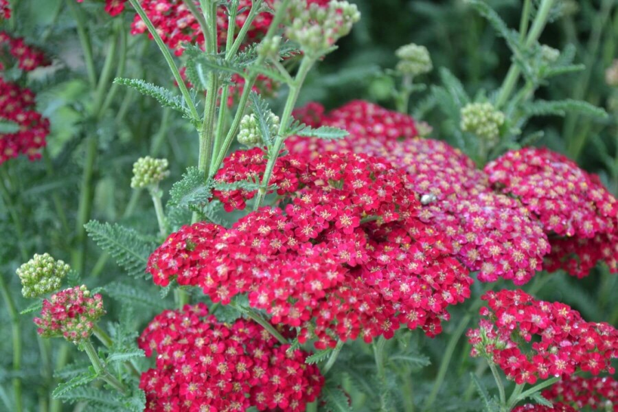 Achillée millefeuille Achillea millefolium 'Red Velvet' 5-10 Pot 9x9 cm (P9) Achillea millefolium 'Red Velvet'