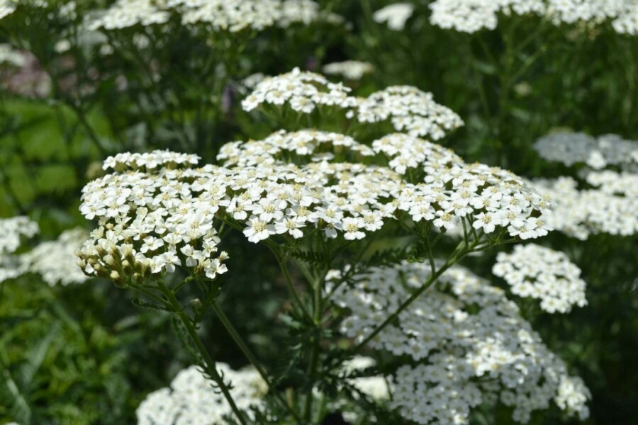 Achillée millefeuille Achillea millefolium 'Schneetaler' 5-10 Pot 9x9 cm (P9) Achillea millefolium 'Schneetaler'