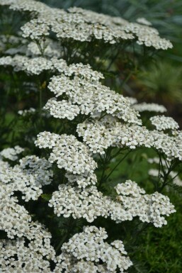 Achillée millefeuille Achillea millefolium 'Schneetaler' 5-10 Pot 9x9 cm (P9)