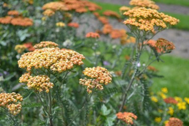 Achillée millefeuille Achillea millefolium 'Terracotta' 5-10 Pot 9x9 cm (P9)