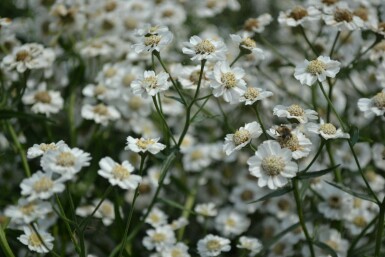 Achillée sternutatoire Achillea ptarmica 'The Pearl' 5-10 Pot 9x9 cm (P9) Achillea ptarmica 'The Pearl'