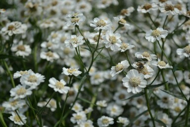 Achillée sternutatoire Achillea ptarmica 'The Pearl' 5-10 Pot 9x9 cm (P9)