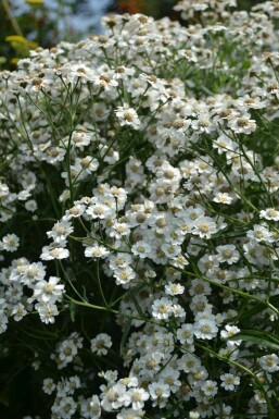 Achillée sternutatoire Achillea ptarmica 'The Pearl' 5-10 Pot 9x9 cm (P9) Achillea ptarmica 'The Pearl'