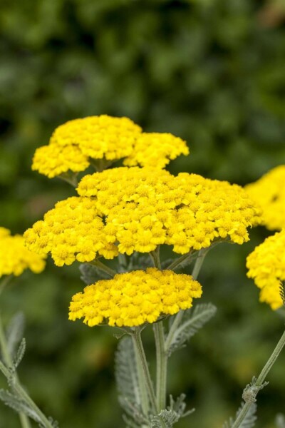 Achillea tomentosa