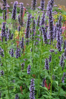 Agastache Agastache 'Black Adder' 5-10 Pot 9x9 cm (P9)