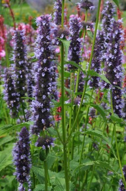 Agastache Agastache 'Black Adder' 5-10 Pot 9x9 cm (P9)