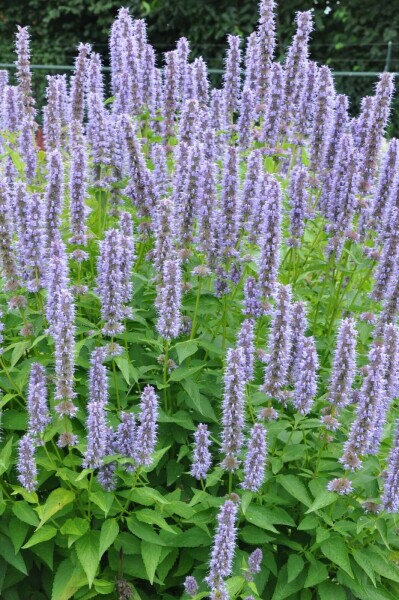 Agastache Agastache 'Blue Fortune' 5-10 Pot 9x9 cm (P9) Agastache 'Blue Fortune'