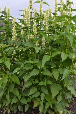 Agastache rugueuse Agastache rugosa 'Alabaster' 5-10 Pot 9x9 cm (P9)