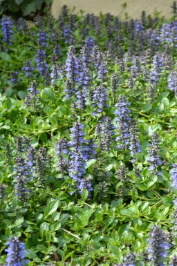 Bugle rampante Ajuga reptans 5-10 Pot 9x9 cm (P9)