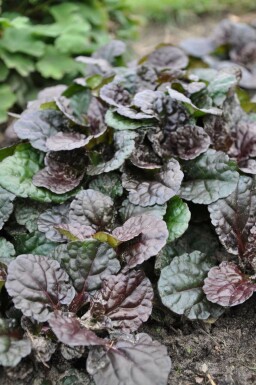 Bugle rampante Ajuga reptans 'Black Scallop' 5-10 Pot 9x9 cm (P9) Ajuga reptans 'Black Scallop'