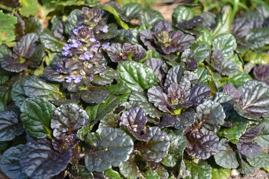 Bugle rampante Ajuga reptans 'Black Scallop' 5-10 Pot 9x9 cm (P9) Ajuga reptans 'Black Scallop'