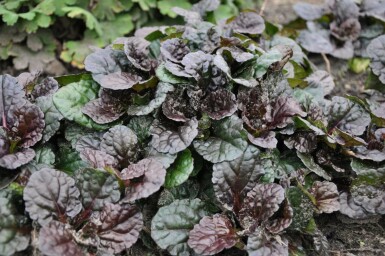 Bugle rampante Ajuga reptans 'Black Scallop' 5-10 Pot 9x9 cm (P9) Ajuga reptans 'Black Scallop'